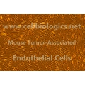 Mouse Tumor-Associated Endothelial Cells (Hu. Prostate Cancer Origin, PC-3)